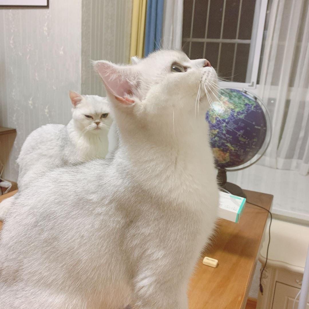 小豆花