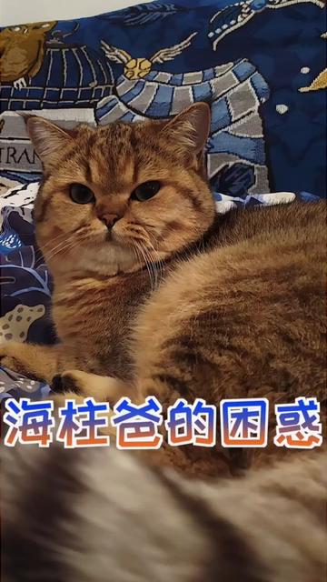 抖音张海柱数据-直播,带货,mcn,粉丝数,联系方式 - toobigdata